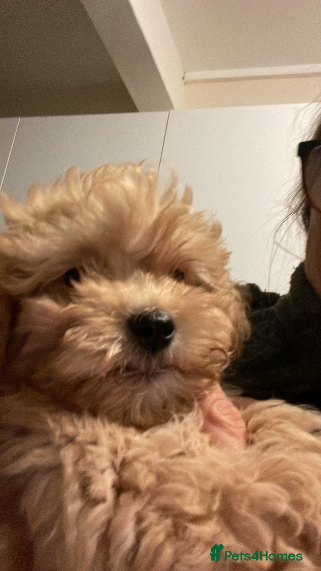 Maltipoo dogs for sale: Stunning Maltipoo Teddy Bear 🧸  - Advert 8