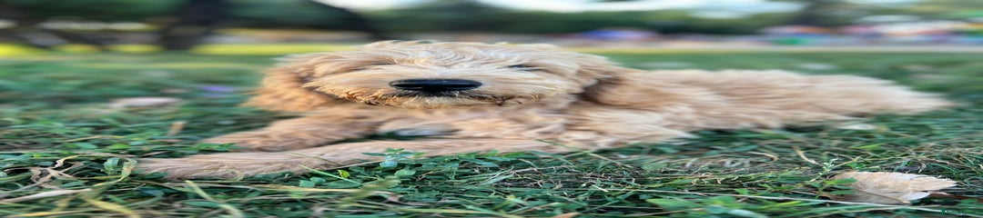 Goldendoodle Puppy 5
