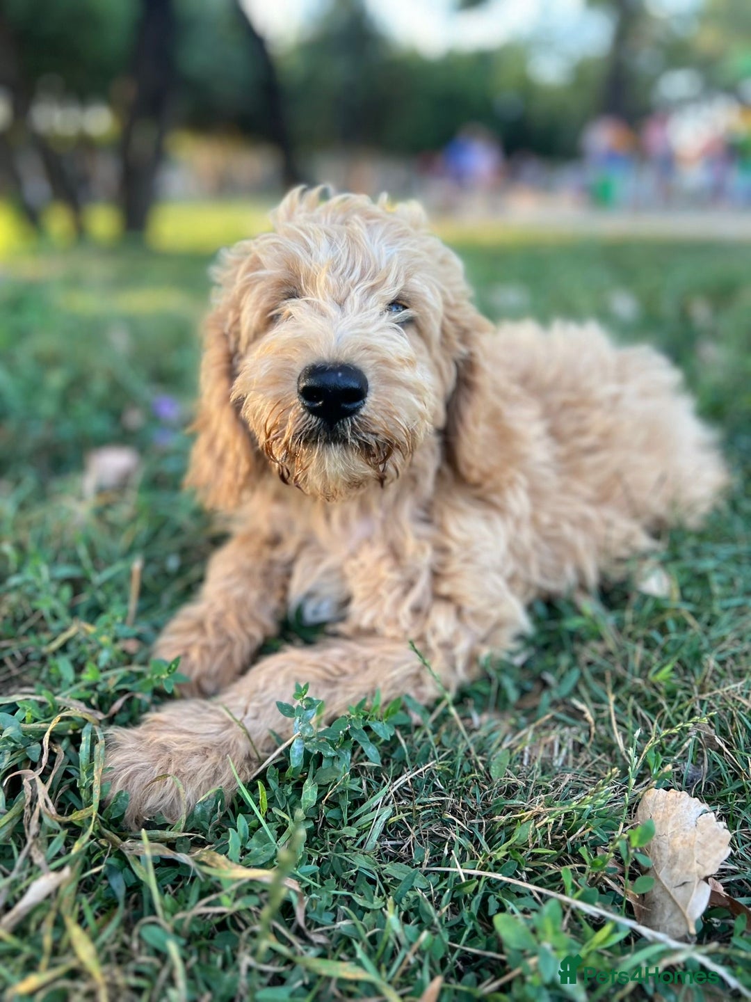 Goldendoodle dogs for sale: Goldendoodle Puppies–Ready for Their Forever Homes - Image 14