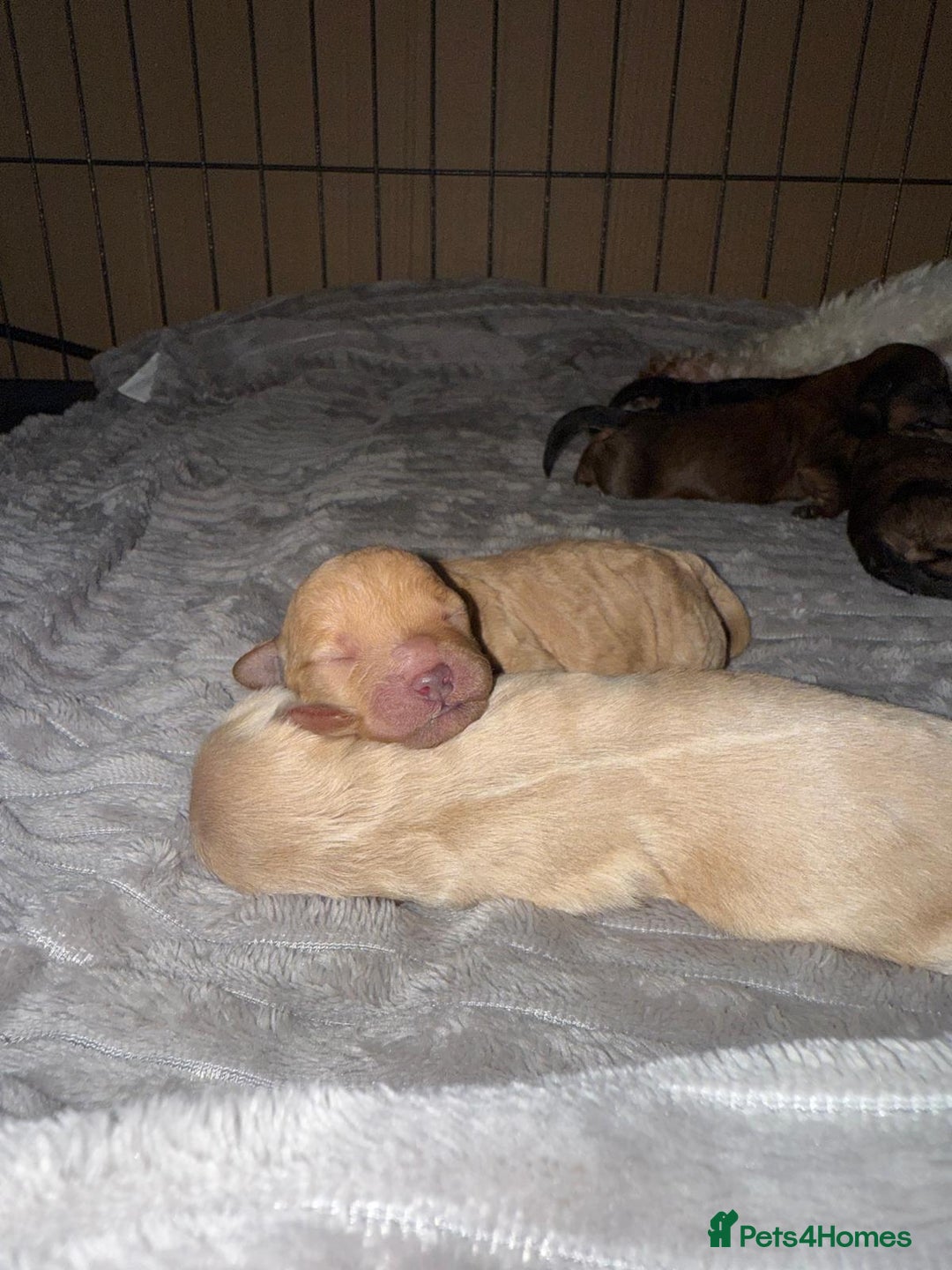 Cavachon dogs for sale:  🐶✨Cavapoochon Puppies ready to reserve 🐶✨ - Image 5