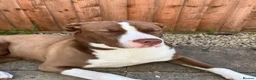 Mixed Breed dogs for sale: Maya  in Leicester - Advert 8