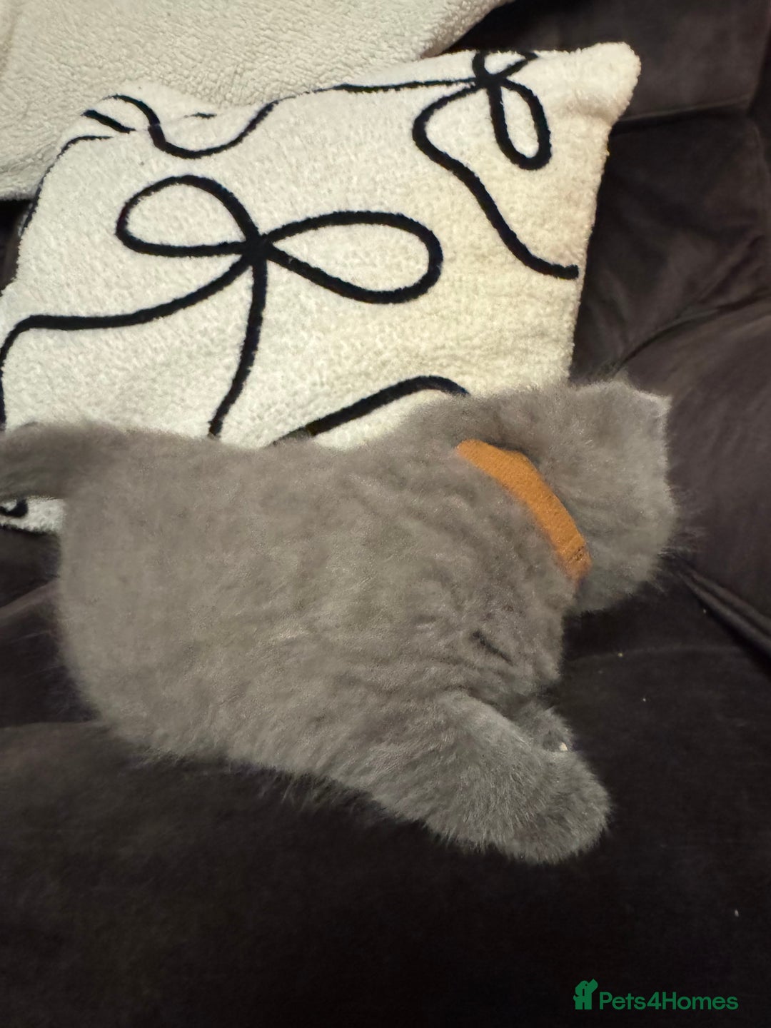 British Shorthair cats for sale: British Shorthair Kittens For Sale - Advert 4