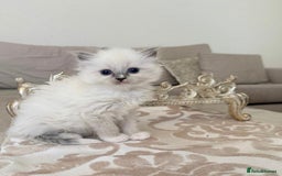 Ragdoll cats for sale: Talented super blueish eyes Rag dolls - Advert 6