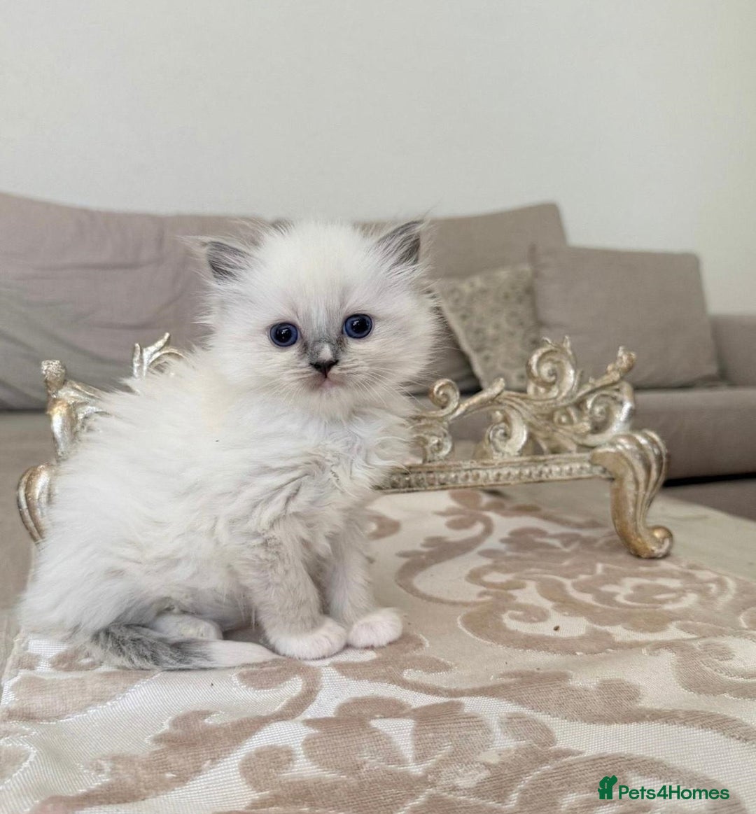 Ragdoll cats for sale: Talented super blueish eyes Rag dolls - Advert 6