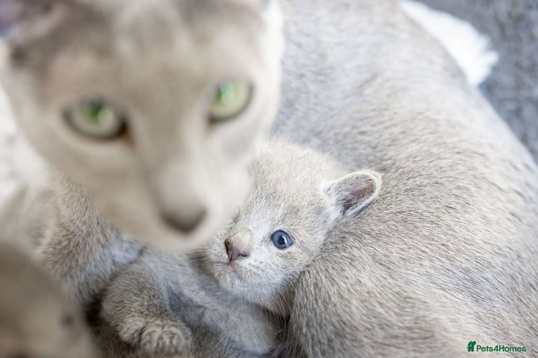 Russian Blue cats for sale: Pure Russian Blue Kittens, Silver Coat Green Eyes  - Advert 18
