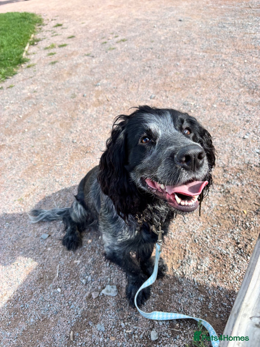 Cocker Spaniel dogs for sale: Scooby cocker spaniel - Advert 3