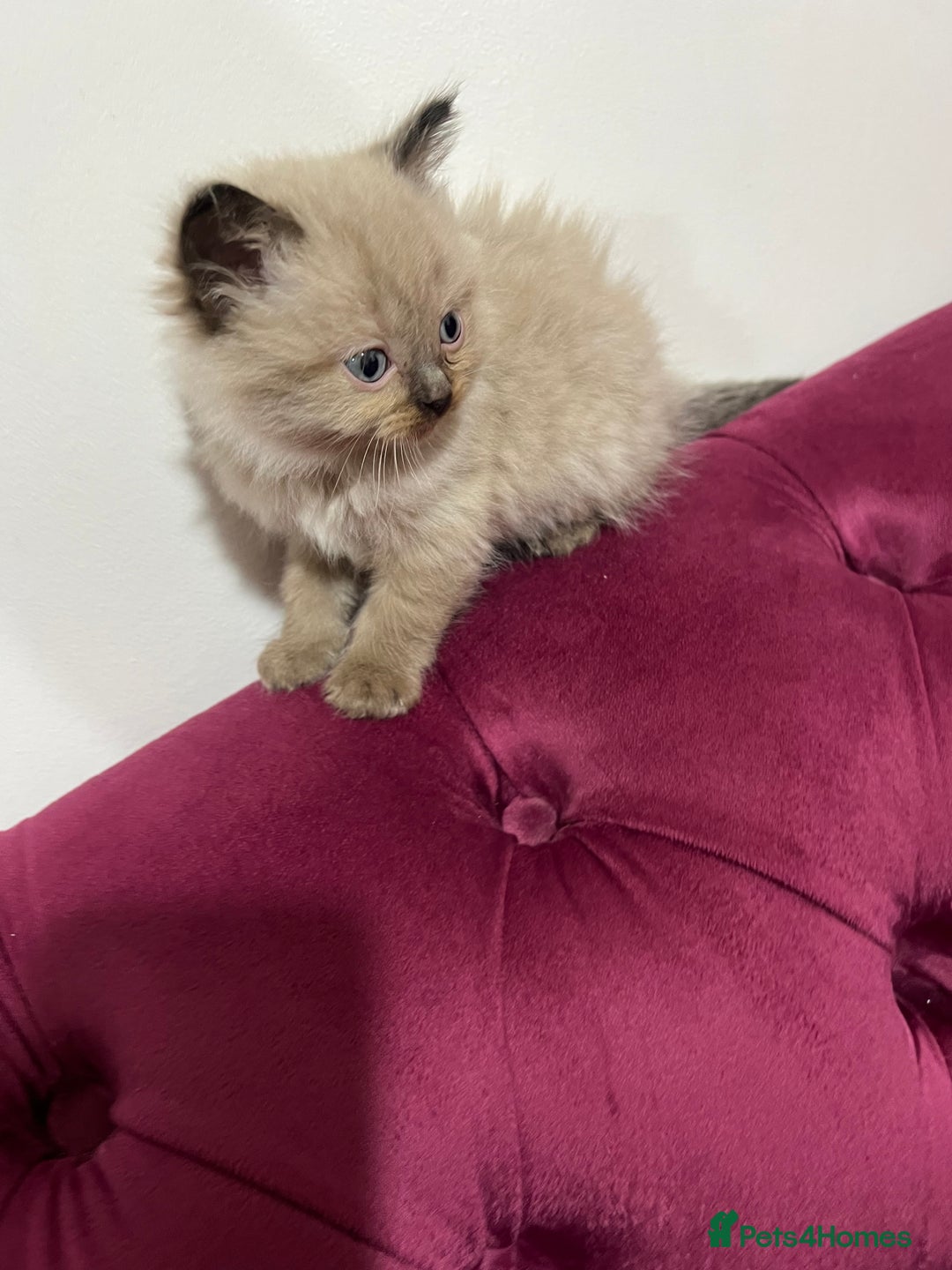 Ragdoll cats for sale: Beautiful Ragdoll Kittens Available  - Advert 4