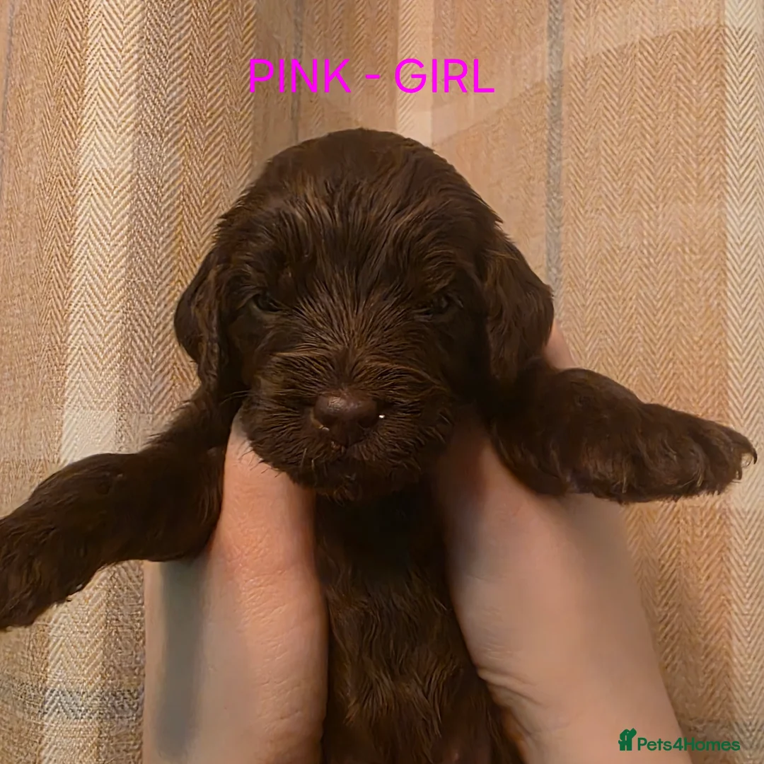 Cockapoo dogs for sale: Cockapoo Puppies  - Advert 14