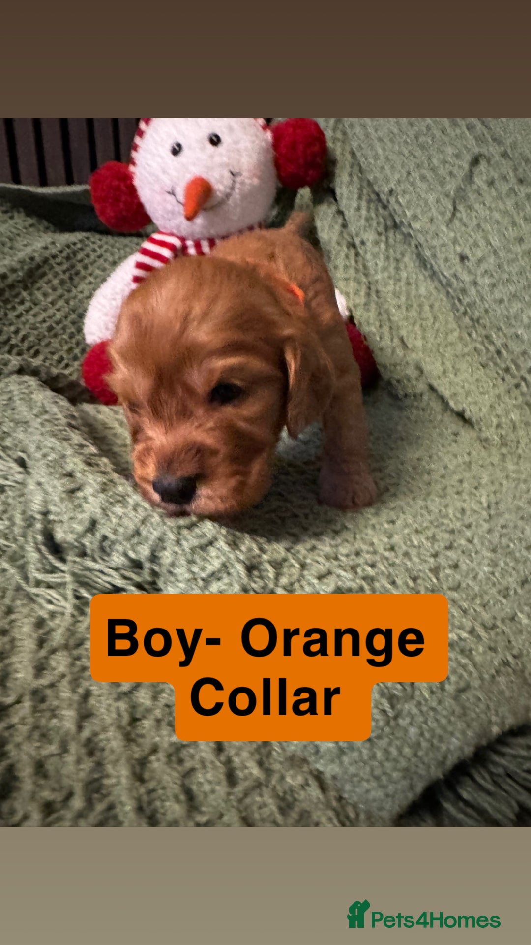 Cockapoo dogs for sale: F2 Cockapoo pups - Advert 32