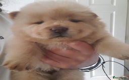 Chow Chow dogs for sale: Chow chow puppies for sale - Image 15