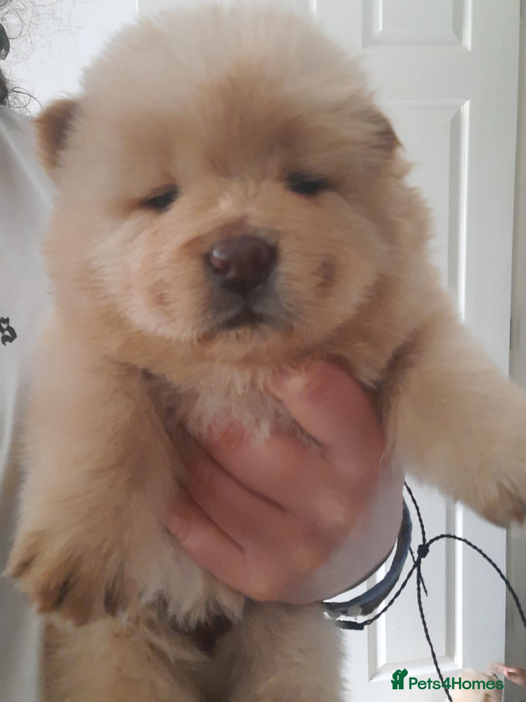 Chow Chow dogs for sale: Chow chow puppies for sale - Image 15