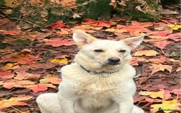 Mixed Breed dogs for adoption: Buddy - Norwich Norfolk  - Image 15