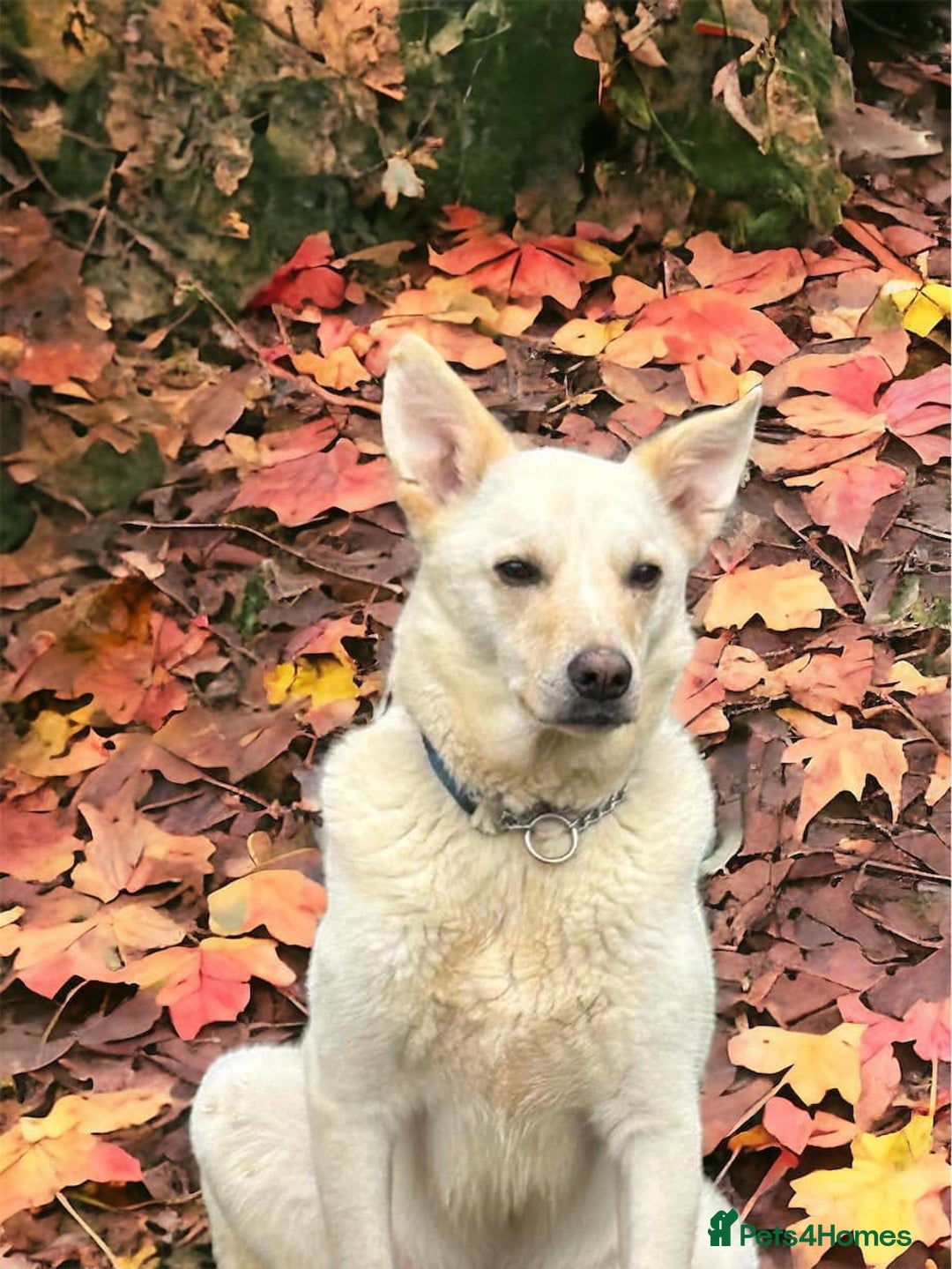 Mixed Breed dogs for adoption: Buddy - Norwich Norfolk  - Image 15