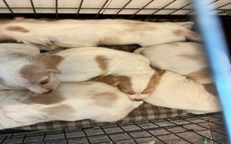Cocker Spaniel dogs for sale: Working Cocker Spaniels - Image 3