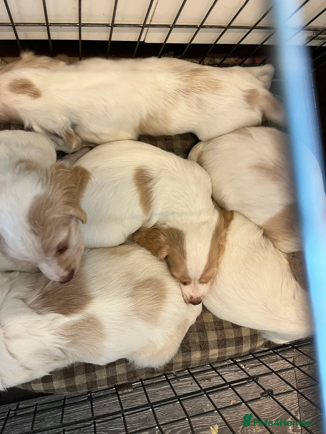 Cocker Spaniel dogs for sale: Working Cocker Spaniels - Advert 20