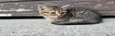 Domestic Shorthair 4