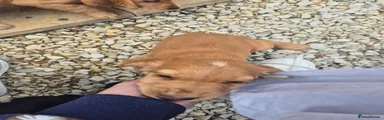Cocker Spaniel 1