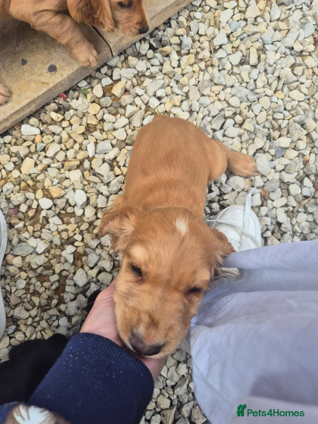 Cocker Spaniel dogs for sale: Cocker Spaniel puppies for sale  - Advert 9