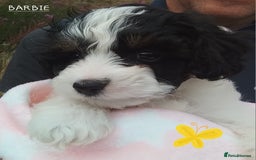 American Cocker Spaniel dogs for sale: SIX SNUGGLE MUFFINS AMERICAN COCKER, TOY POODLE - Image 13
