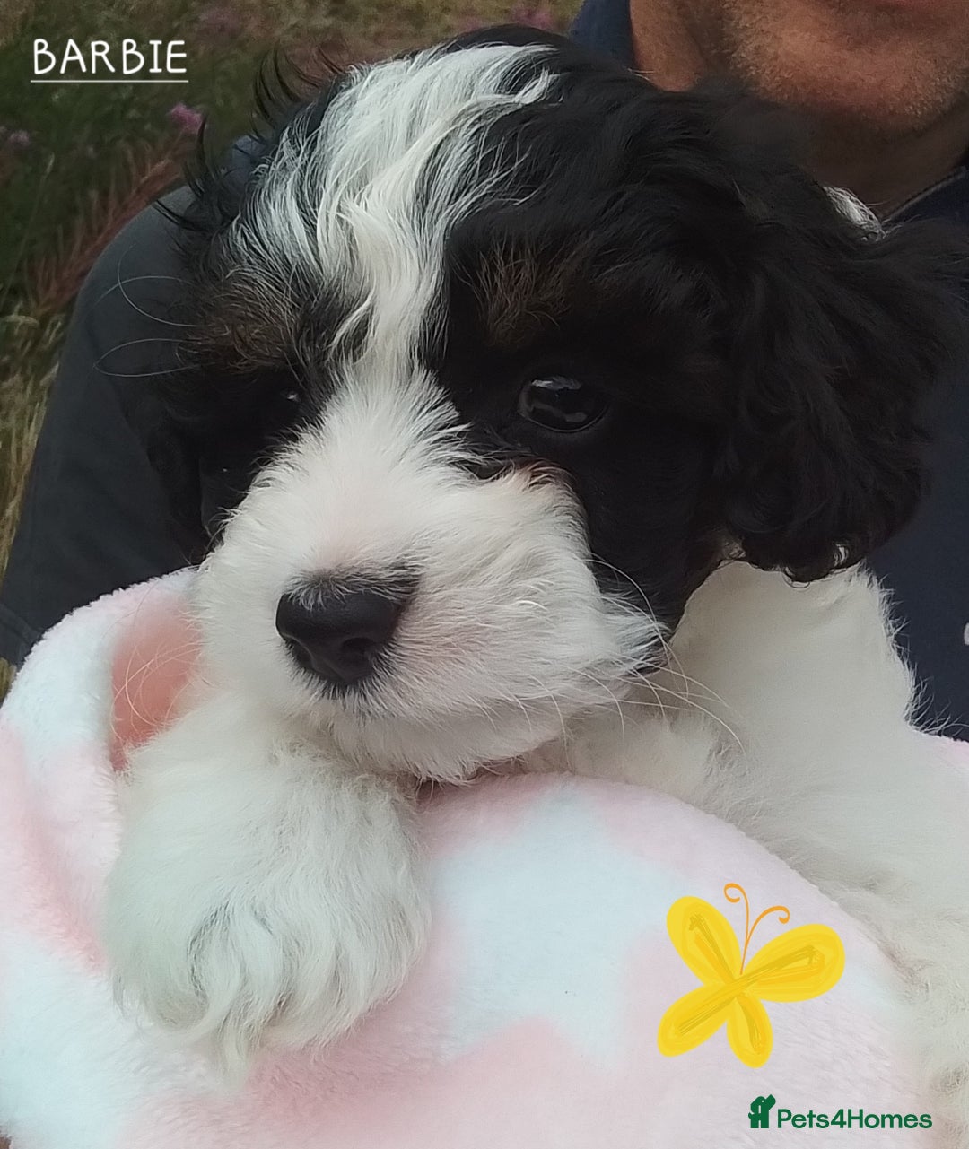 American Cocker Spaniel dogs for sale: SIX SNUGGLE MUFFINS AMERICAN COCKER, TOY POODLE - Image 13