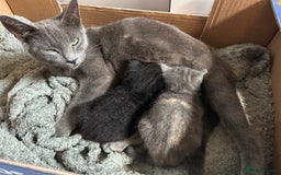 Domestic Shorthair cats for sale: 2 pretty girls - Image 1