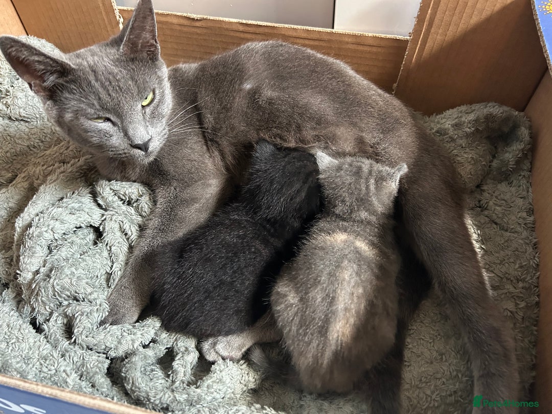 Domestic Shorthair cats for sale: 2 pretty girls - Image 1