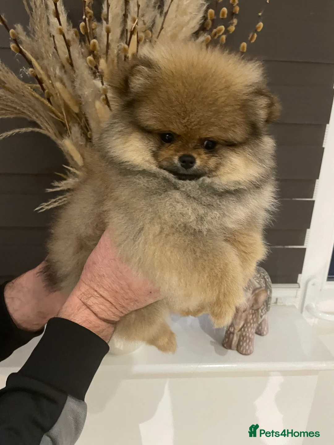 Pomeranian dogs for sale: KC Mini Pomerania  in Bristol - Advert 23
