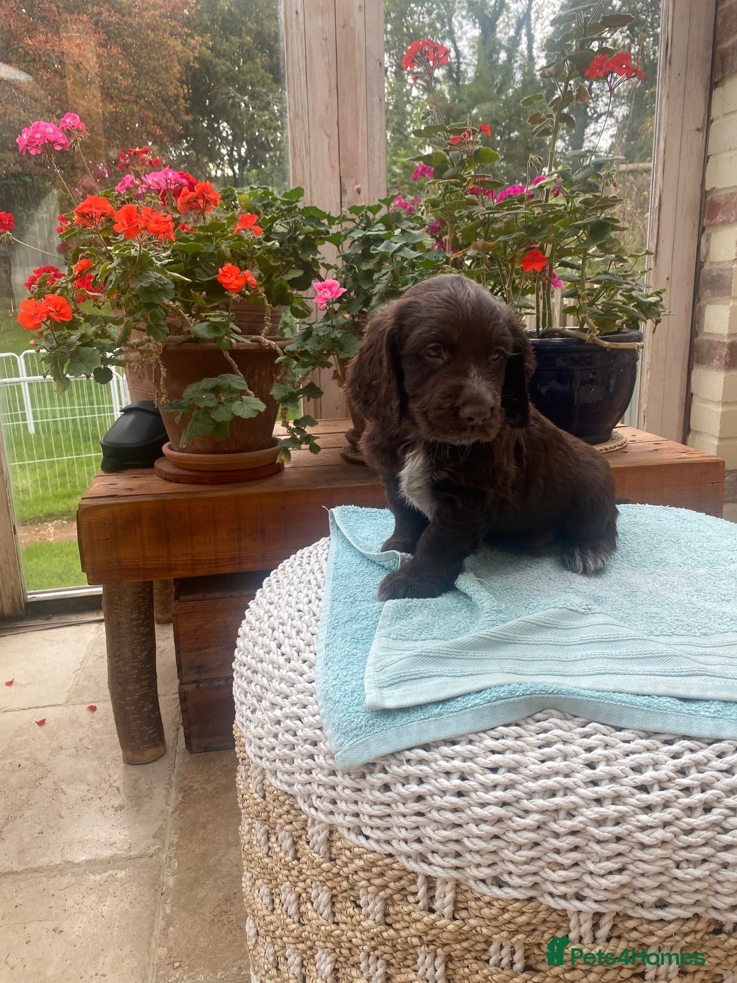 Cocker Spaniel dogs Two handsome chocolate brown and golden males  - Advert 1