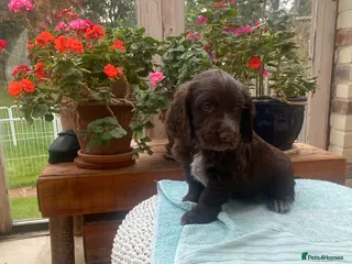 Cocker Spaniel dogs Two handsome chocolate brown and golden males - Advert 1