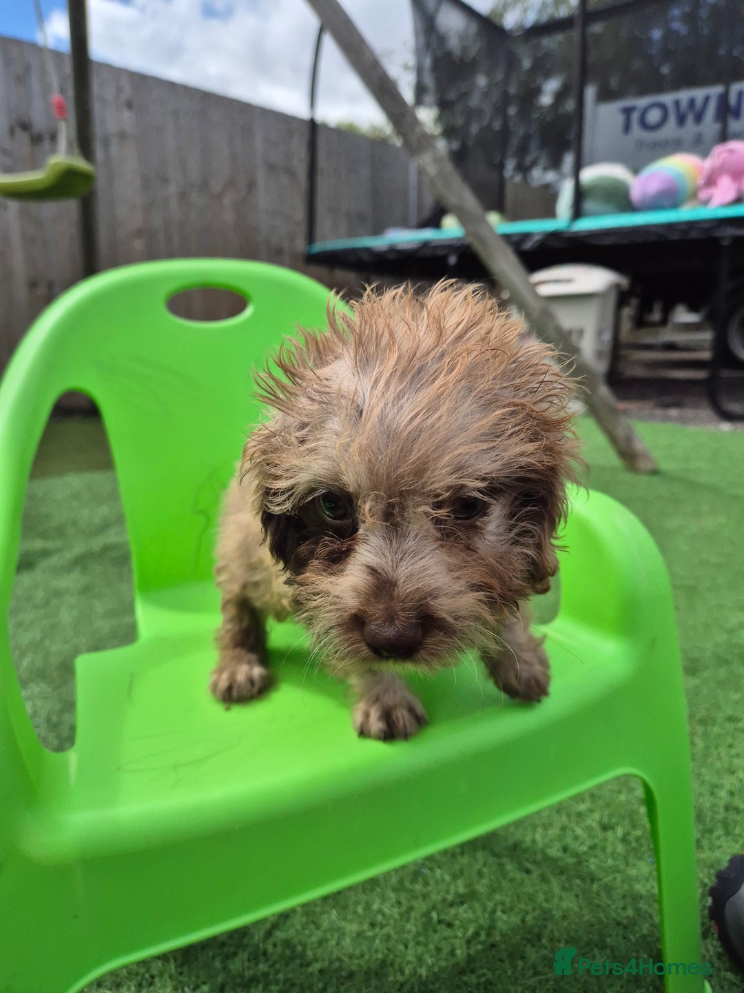 Cockapoo dogs for sale: F1 type cockepoos  - Image 14