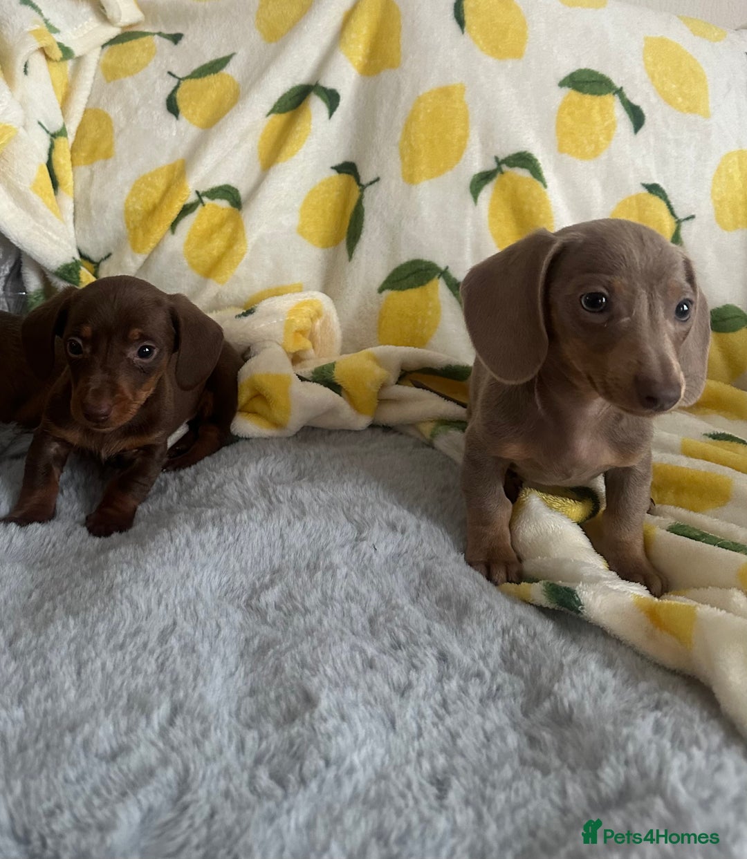 Dachshund dogs for sale: Outstanding dachshund puppies - Image 8