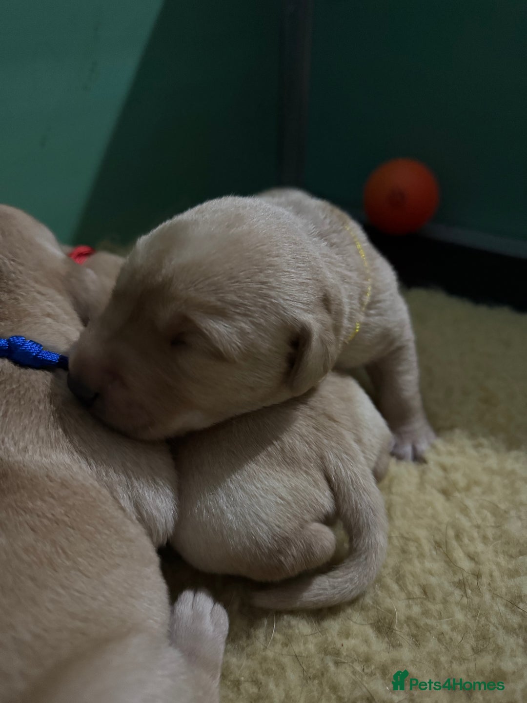Labrador Retriever dogs for sale: KC Health Tested Fox Red Labrador pups  - Image 4