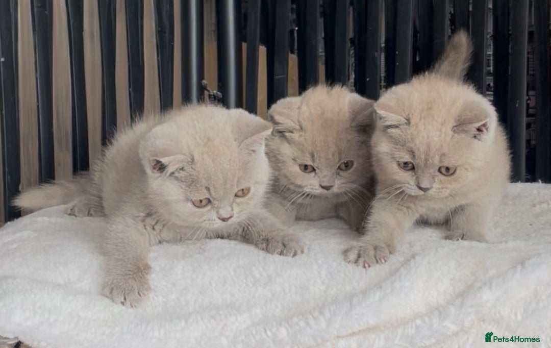 British Shorthair cats for sale: Beautiful Lilac BSH champion Line kittens - Image 11