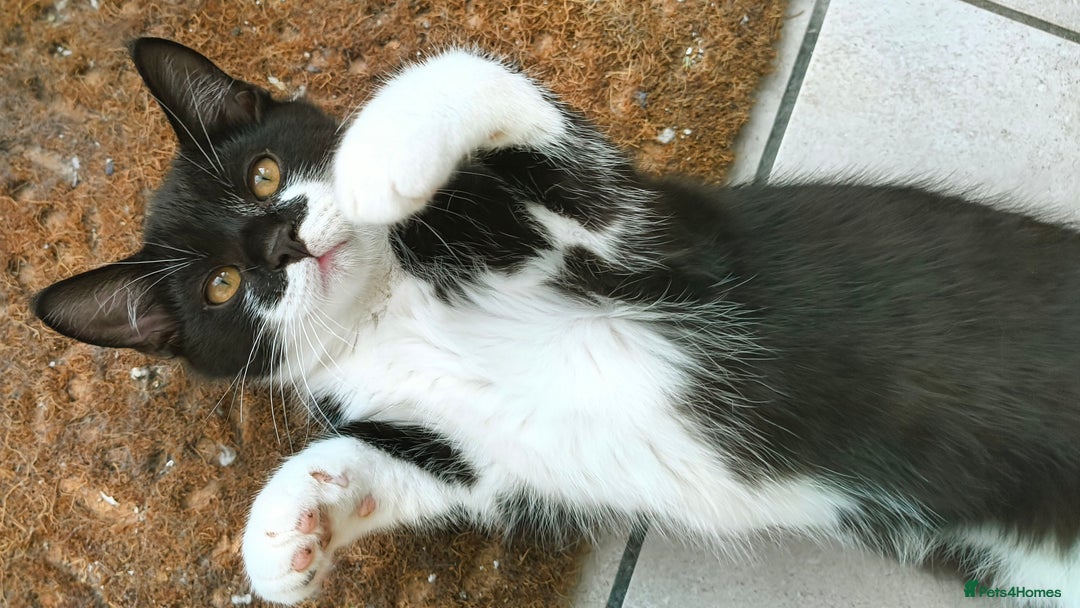 Scottish Fold cats for sale: Scottish Straight Tuxedo Boy with Heart Faced Nose in Manningtree - Image 2