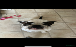 Mixed Breed dogs for stud: Milo  - Image 1