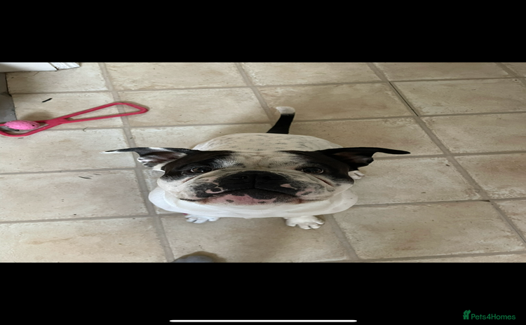 Mixed Breed dogs - Advert 1