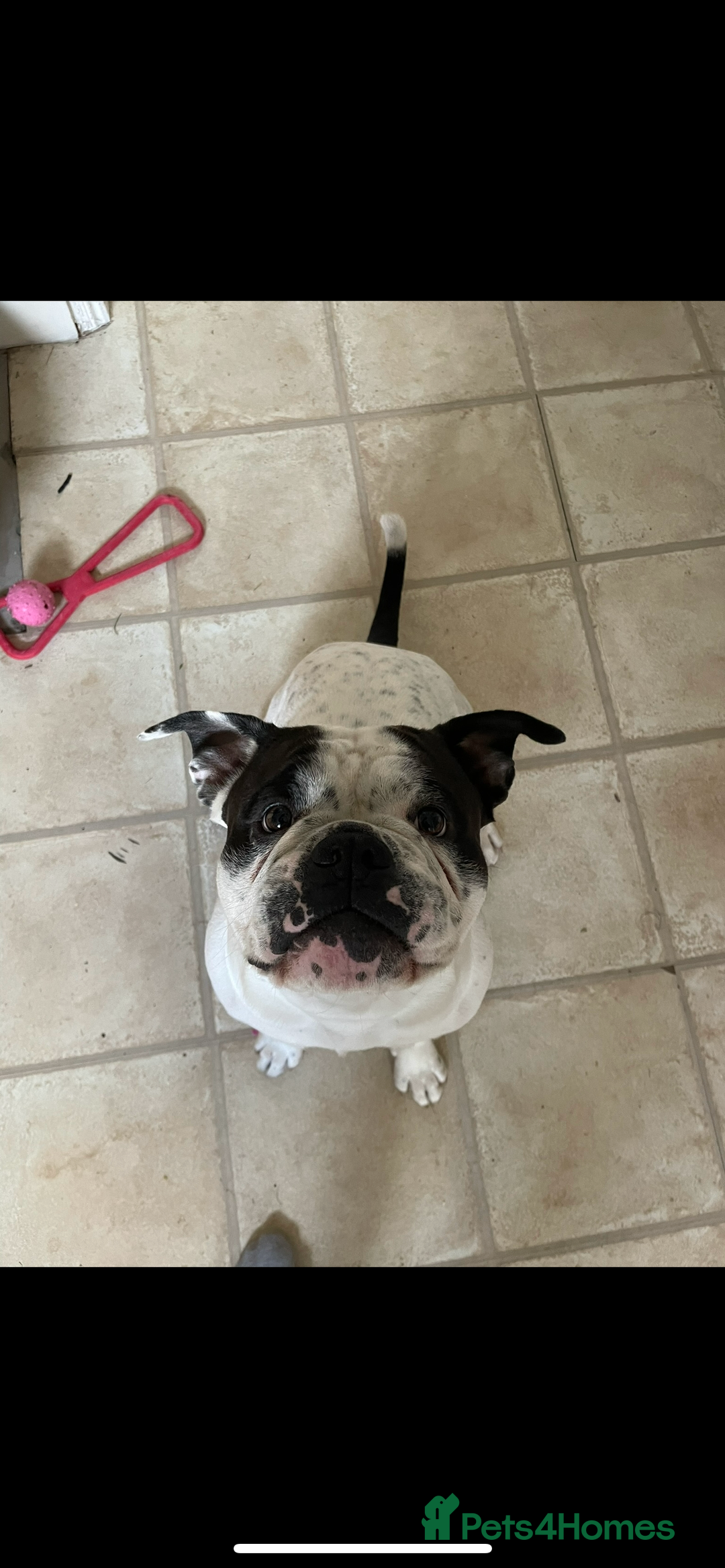 Mixed Breed dogs for stud: Milo  - Image 1