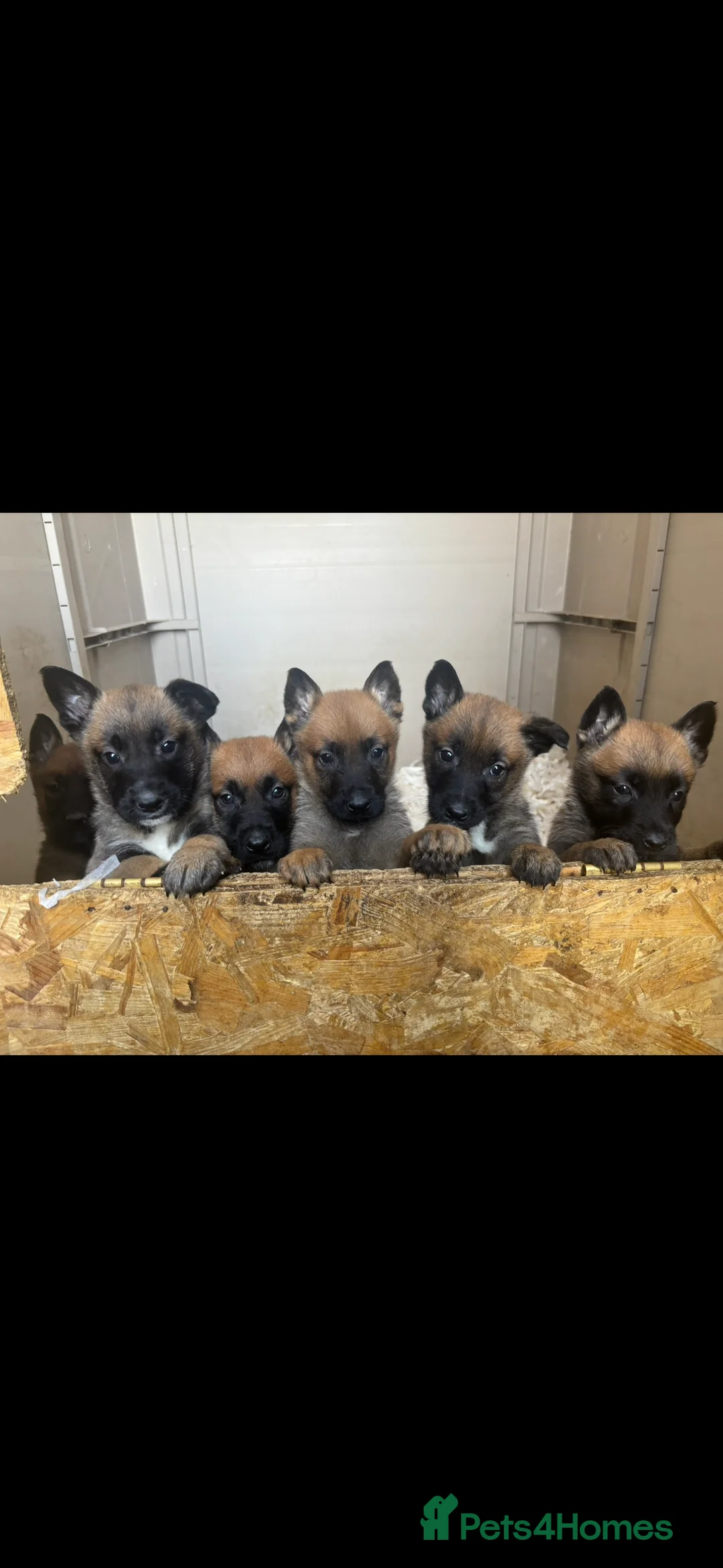Belgian Shepherd Dog dogs for sale: TOP CLASS BELGIAN MALINOS  - Advert 1
