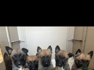 Belgian Shepherd Dog dogs TOP CLASS BELGIAN MALINOS - Advert 1