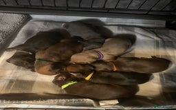 Miniature Dachshund dogs for sale: Miniature dachshund puppies  - Image 1