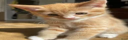 Mixed Breed cats for sale: The cutest Kuma + Chopper + Choso + Sakura  - Advert 11