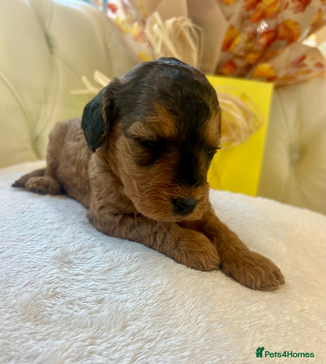 Cockapoo dogs for sale: 4⭐️Licensed F1b Cockapoos Exceptionally Bred - Image 12