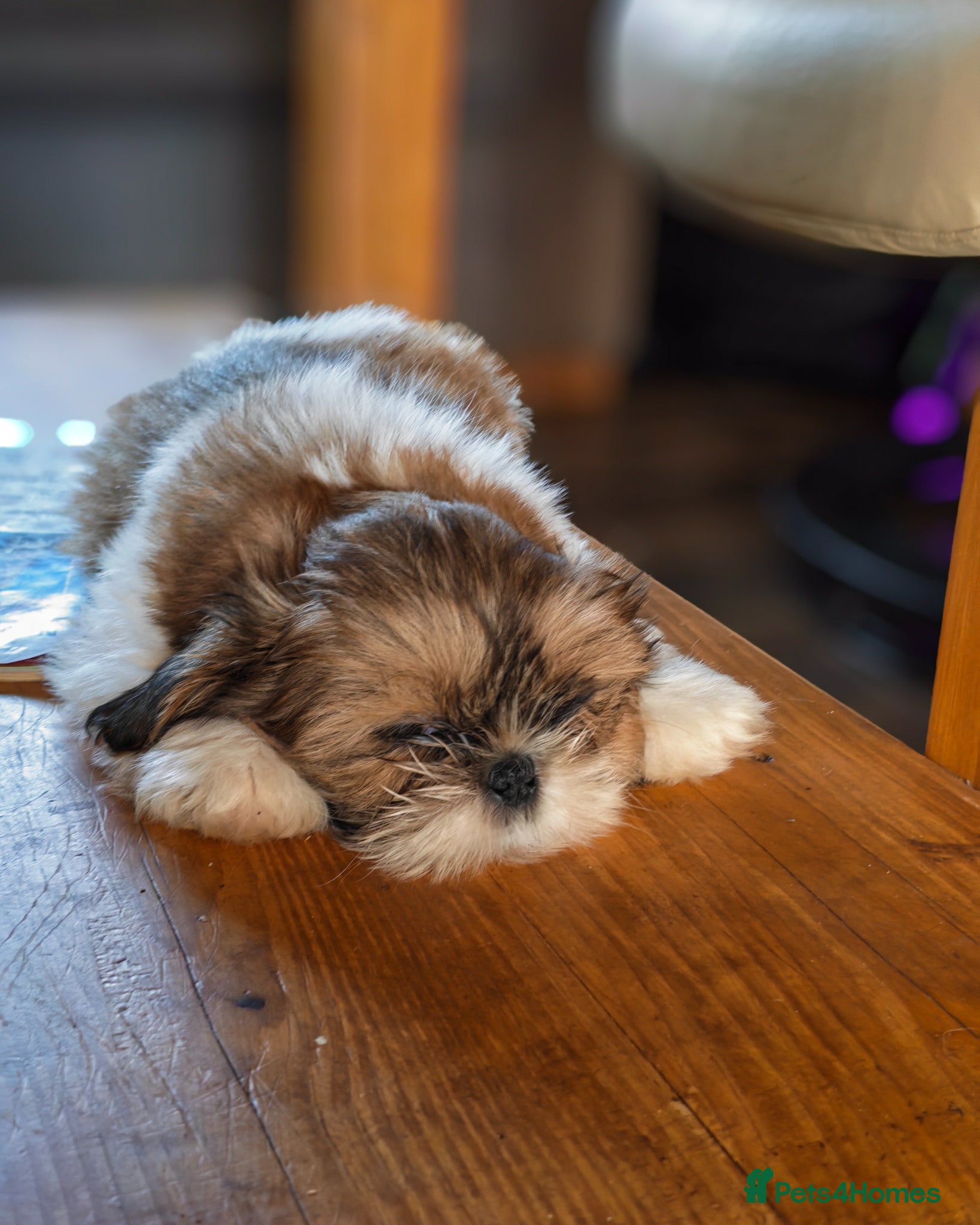 Shih Tzu dogs 💕Beautiful boy pure bred Shih Tzu puppies 💖  - Advert 2