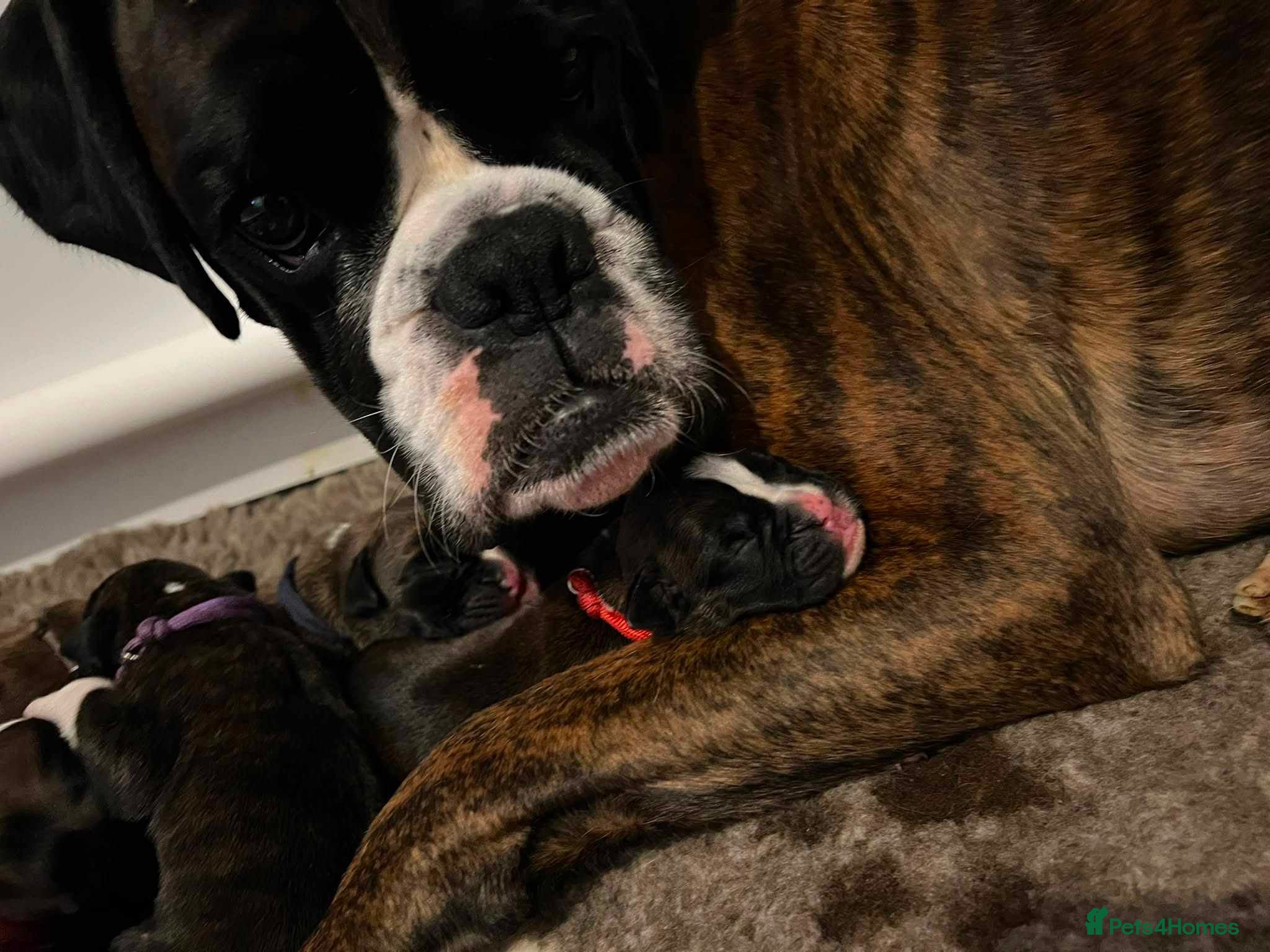 Boxer dogs KC boxers with long tails and natural bobtails - Advert 17