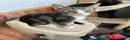 Mixed Breed cats for sale: Gorgeous kittens ready to go - Advert 2