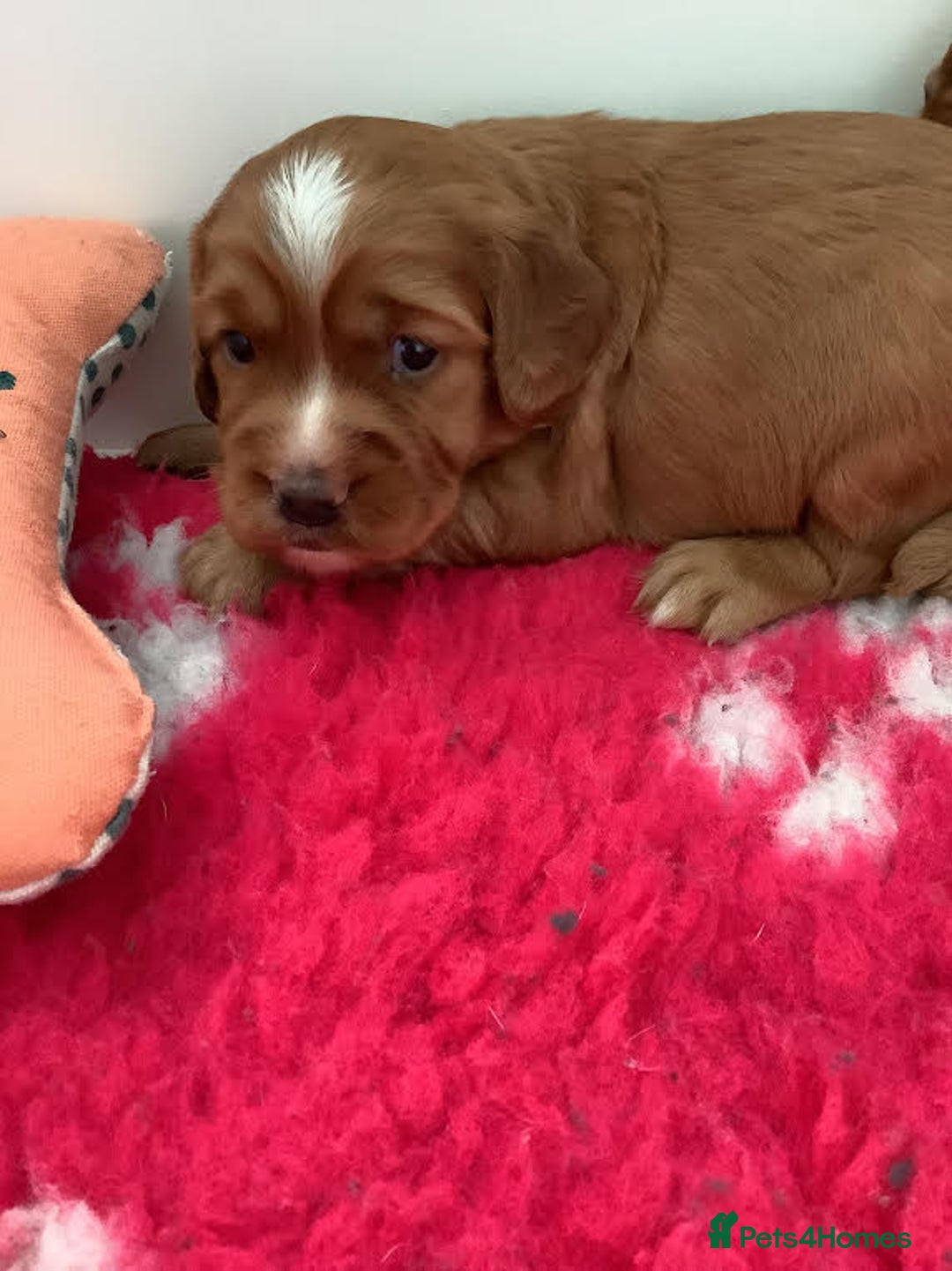Cocker Spaniel dogs for sale: For sale beautiful male working cocker spaniel - Image 4