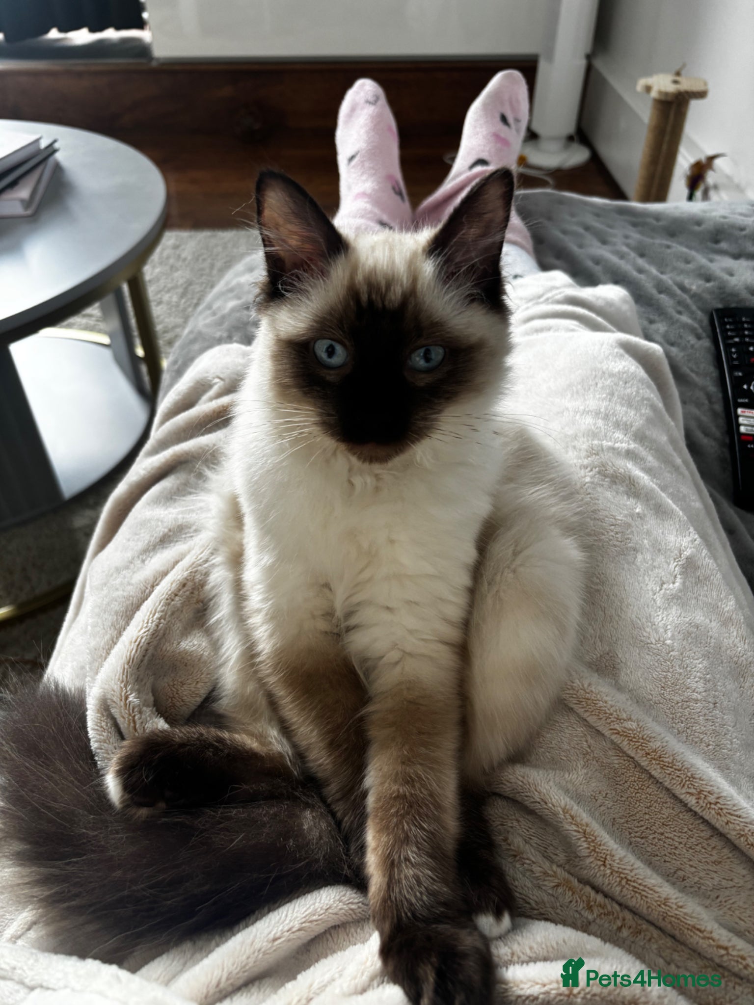 Ragdoll cats Female seal point ragdoll - Advert 1