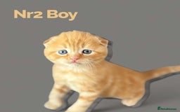 Scottish Fold cats for sale: 3 Scottish Fold Boys STILL AVAILABLE - Image 10