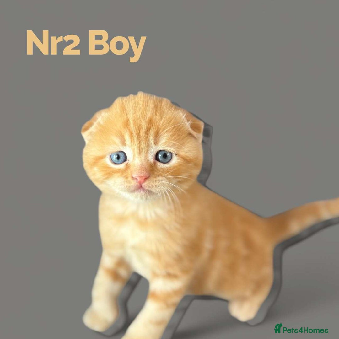 Scottish Fold cats for sale: 3 Scottish Fold Boys STILL AVAILABLE - Image 10