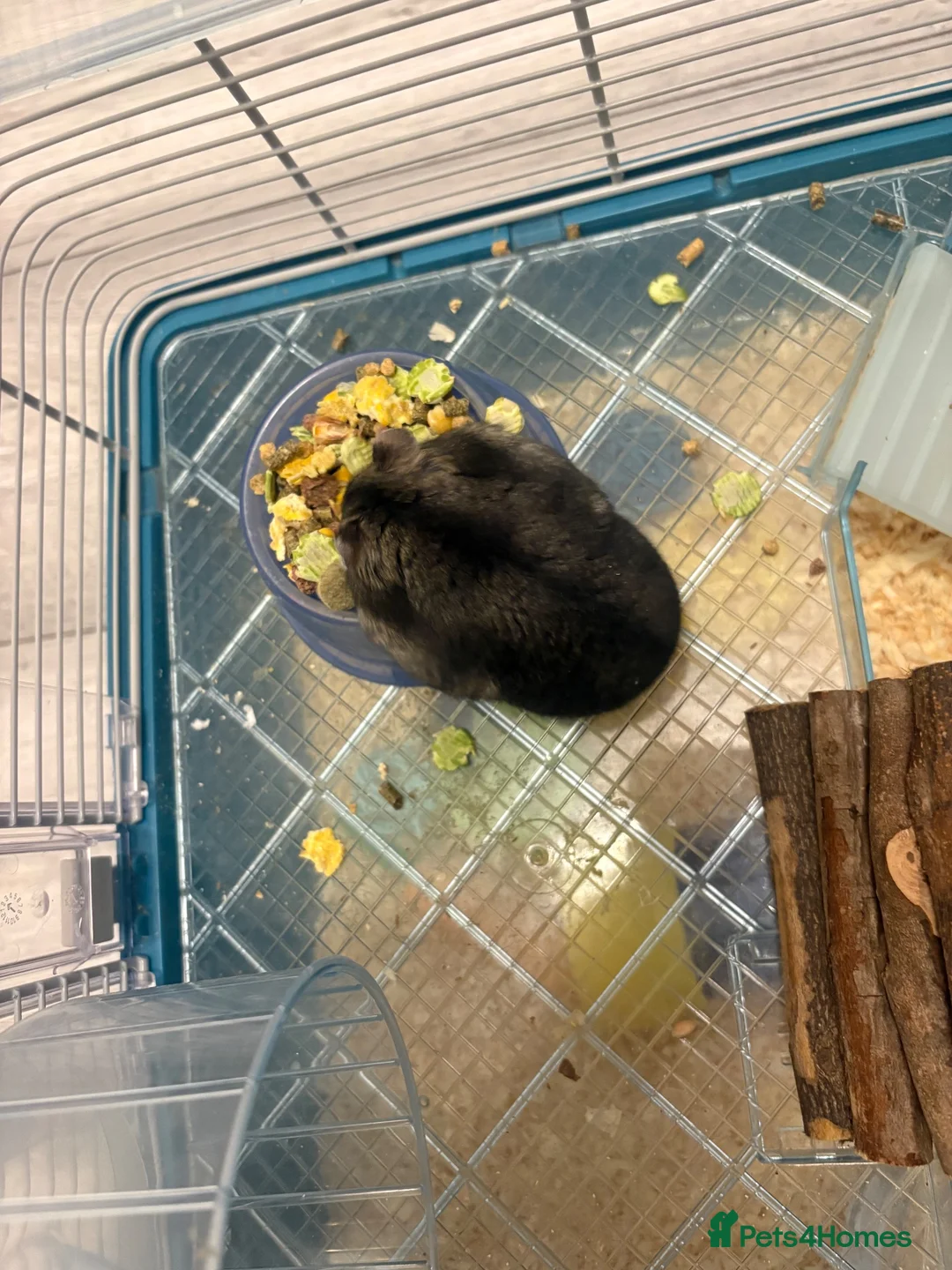 Hamster rodents for sale: Female hamster  - Advert 2